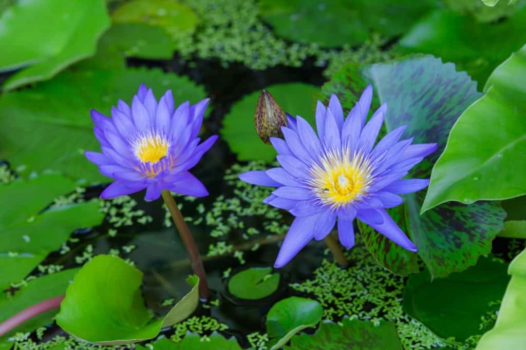 Blue Lotus Flower as A Symbol of Rebirth