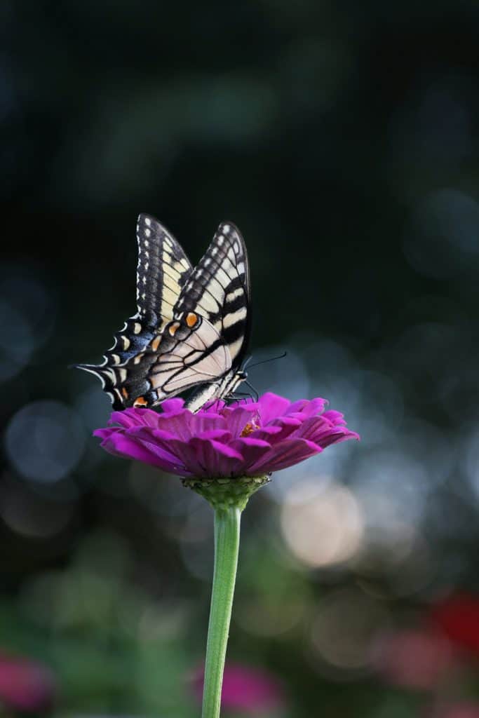 A Butterfly As Part of Symbols of Rebirth Collection