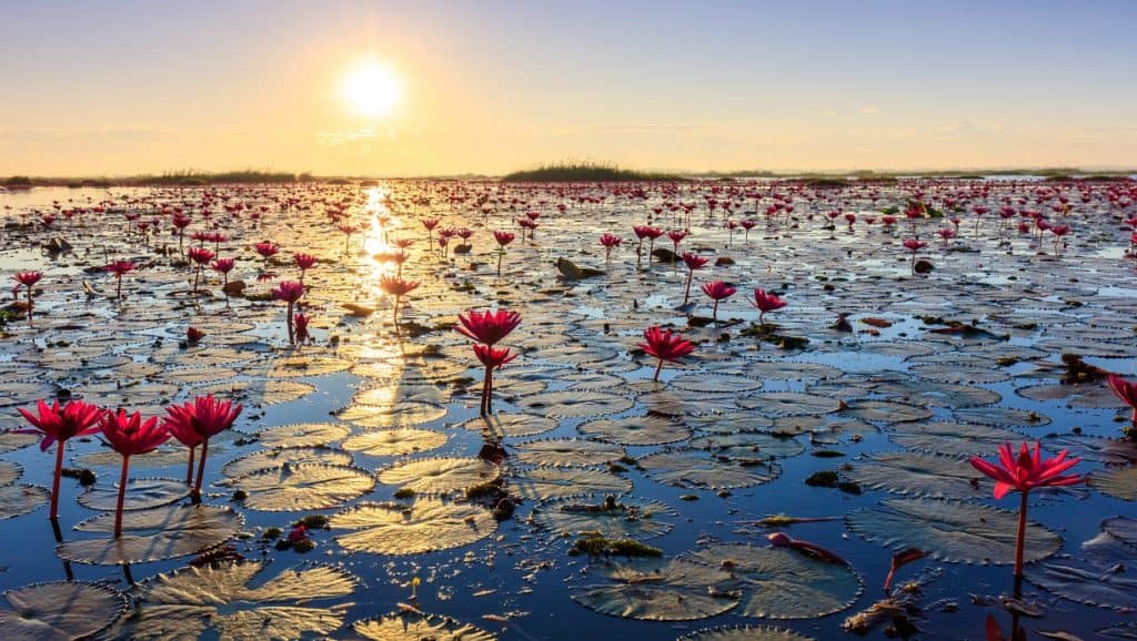 Lotus Flowers in Water