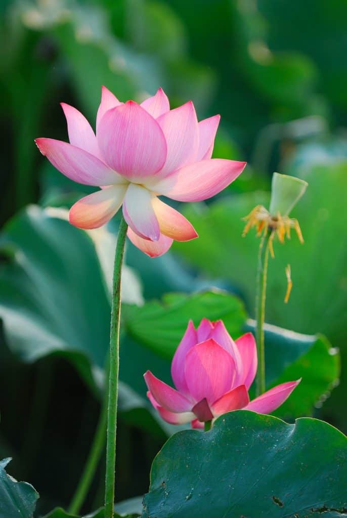 Pink Lotus Flower Symbols of Resurrection