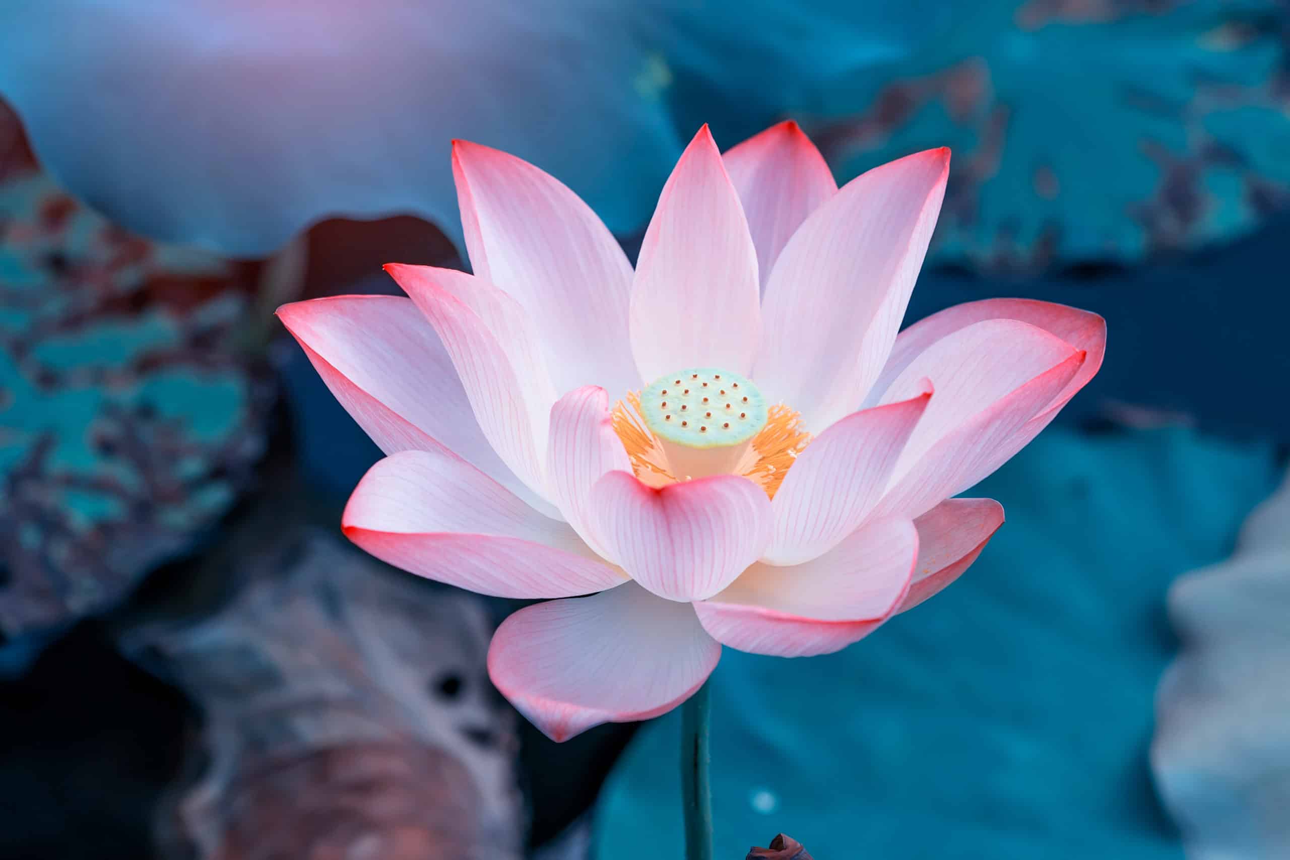 Buddhist Peace Symbols