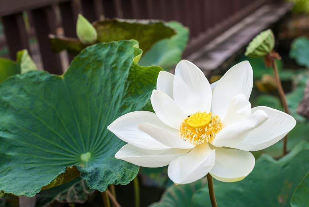 White Lotus Flower Meaning And Symbolism Explained