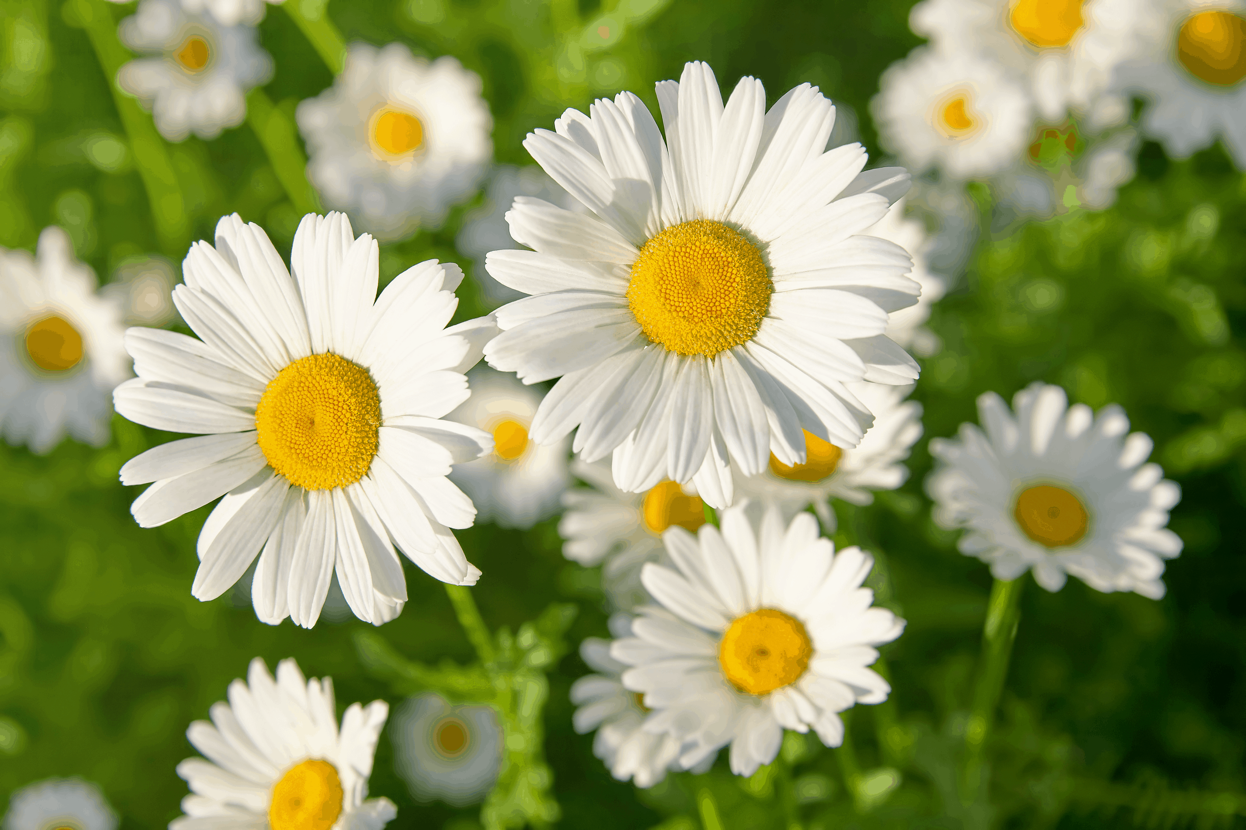 Daisy Symbolism and Meaning, Daisy Flowers in a Field