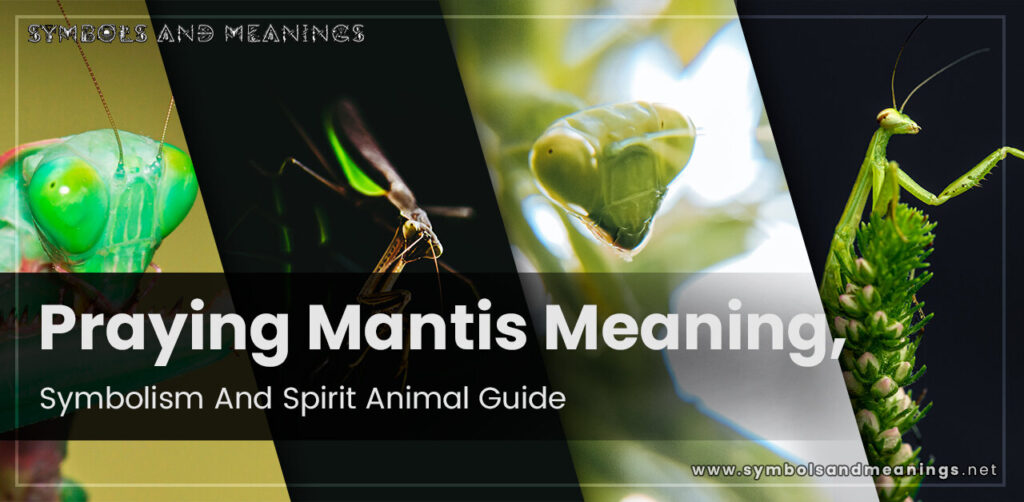 Praying Mantis Meaning, Symbolism And Spirit Animal Guide