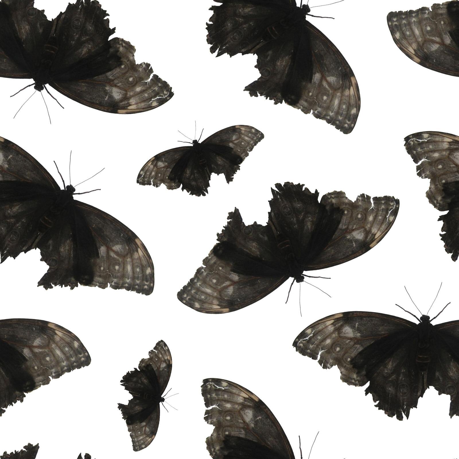 symbolism-of-a-black-butterfly-collage-of-black-butterflies-on-white-background