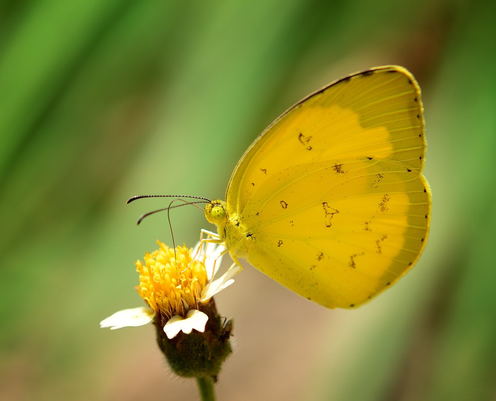 yellow-butterfly-spiritual-meaning-and-biblical-context