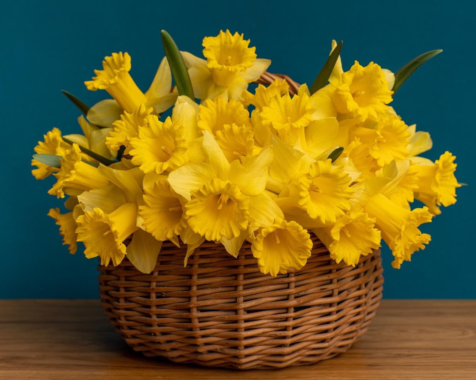 flower-of-hope-bouquet-of-daffodils-close-up-in-a-wicker-basket