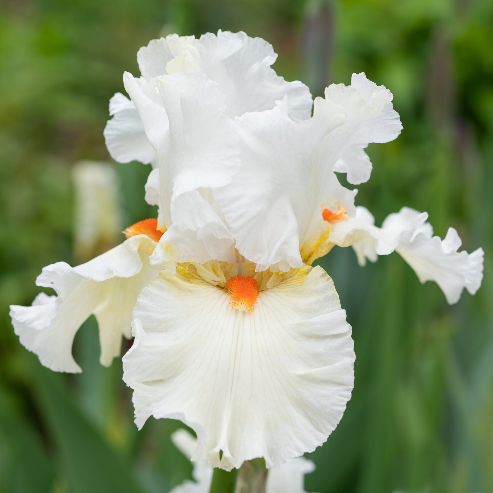 flower-of-hope-german-iris-barbata